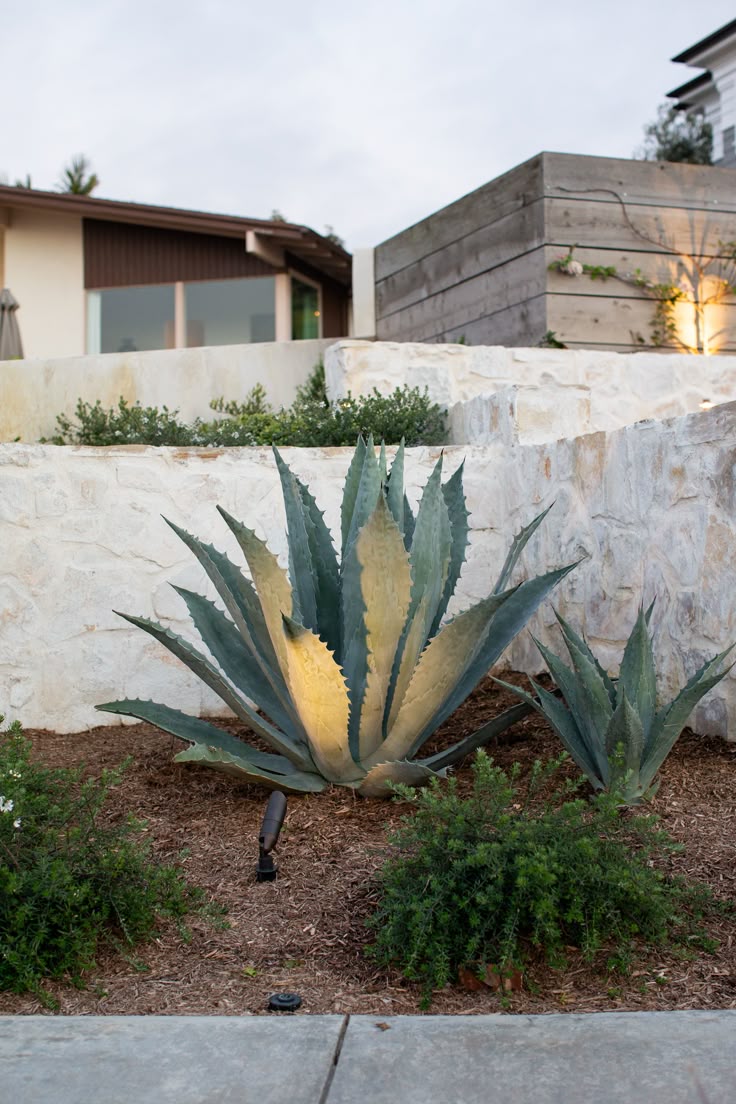 Agave Americana